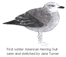 American Herring Gull