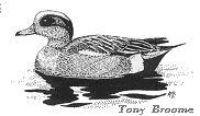 American Wigeon