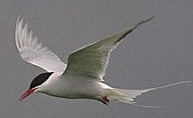 Arctic Tern