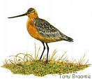 Bar-tailed Godwit sp