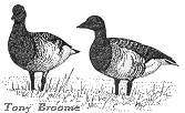 Brent geese