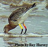 ringed 'blackwit'