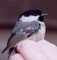 coal tit