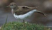 Common Sandpiper