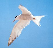 Tern