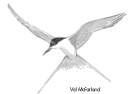 Tern