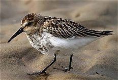 Dunlin at West Kirby