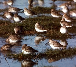 Dunlin