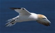gannet