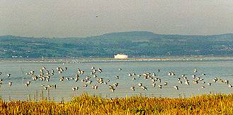 Redshanks