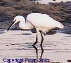 Little Egret - Link to Peter Jones' Web Site