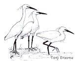 Little Egrets