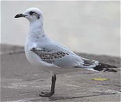 Med Gull