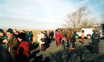 High tide birdwatch