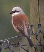 Red-backed Shrike