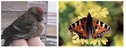 redpoll and butterfly