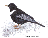 Ring Ouzel