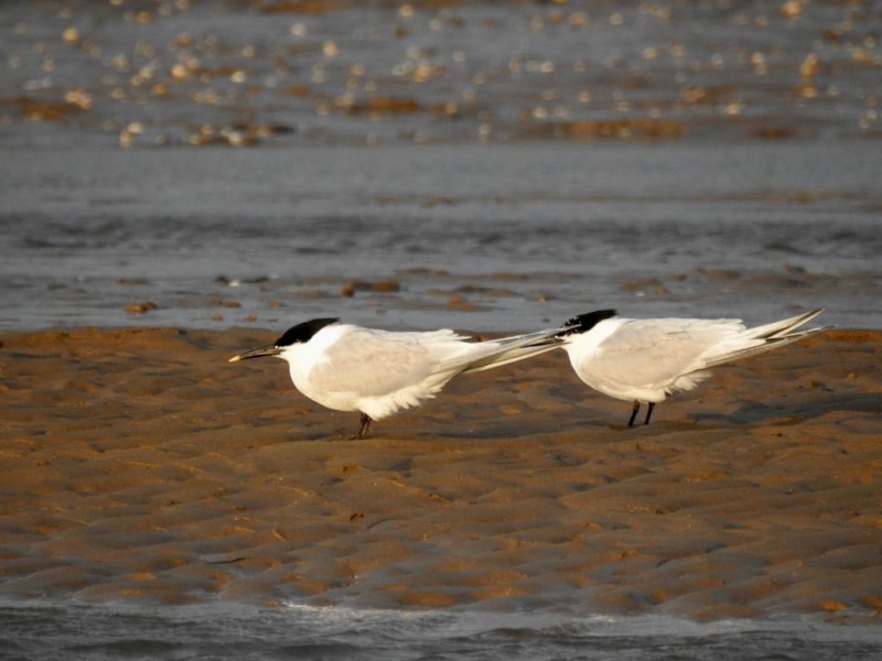 Dee Estuary Birds birdwatching, birding and twitching Dee Estuary Birds birdwatching, birding and twitching
