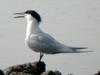 Sandwich Tern