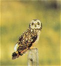 Short-eared Owl