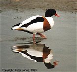 Shelduck