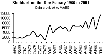 Shelduck graph