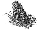 Short-eared Owl