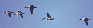 shelduck flying