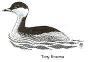 Slav. grebe