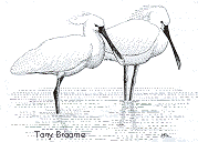 Spoonbills