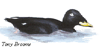 Velvet Scoter