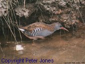 water rail