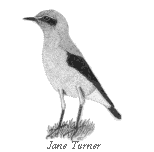 Wheatear sketch