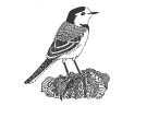 white wag