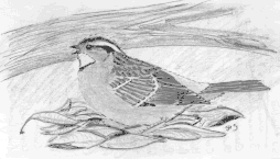 White-throated Sparrow