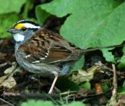 White-throated Sparrow (Steve Young)